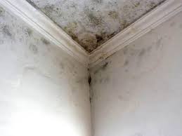 Best Mold Odor Removal Services  in Emigsville, PA